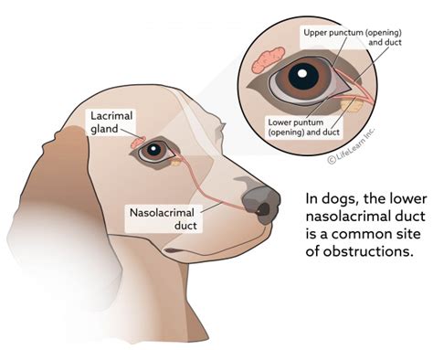 What Does A Eye Infection Look Like In A Dog