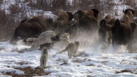 PSICOLMASCOT: Lobos contra Búfalos, Documental. Un Lobo llamado Storm