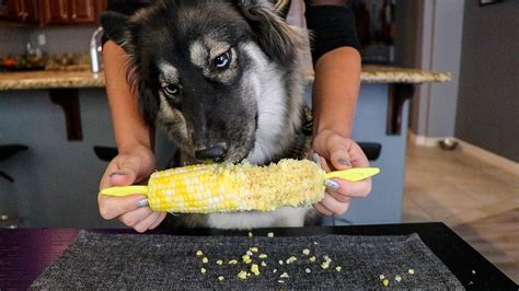 Husky Eats Corn On The Cob! (Oddly Satisfying) - YouTube