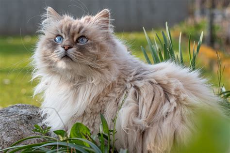 44 of the Cutest Cat Breeds | Reader's Digest