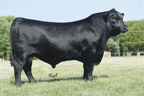 Cattle Angus - Livestock Cattle