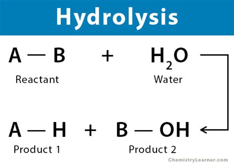 Describe the Role of Water in a Hydrolysis Reaction