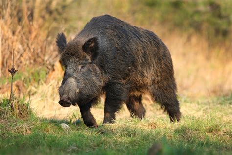 North Texas Wild Boar Hunting Tips - Whitetail and Exotic hunting ranch ...