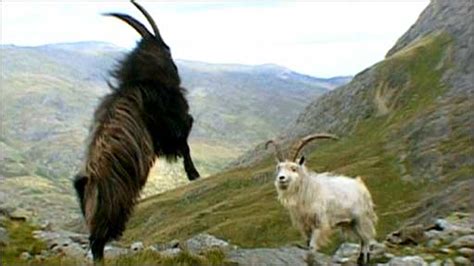 BBC NEWS | Science & Environment | Rutting goats in Snowdonia