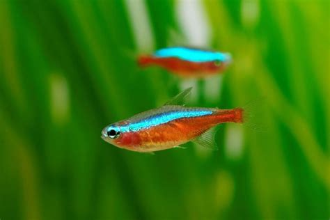 Cardinal Tetra Care 101: Tank Size, Tank Mates, Food, Breeding