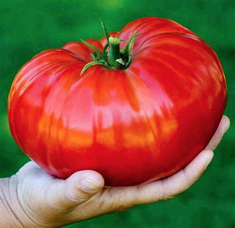 TOMATO GIANT BRUTUS 150 Seeds 1kg 2.2lbs Fruits - Etsy in 2022 | Tomato ...