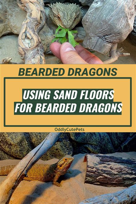 Sand is a very controversial topic with bearded dragons. The biggest ...