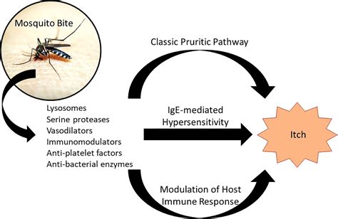 Frontiers | Update on mosquito bite reaction: Itch and hypersensitivity ...