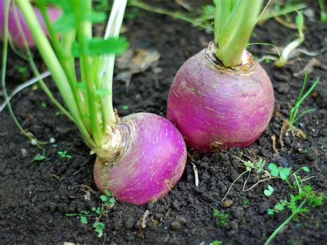 Unique Garden Eats | Turnout for Turnips