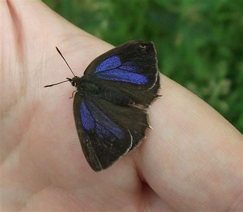 purple hairstreak butterfly - neozephyrus quercus | Moth caterpillar ...