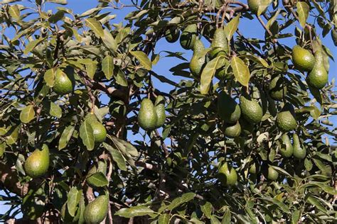 How This Farmer Earned 24 Lakhs From His 3 Acres Avocado Farm: A ...