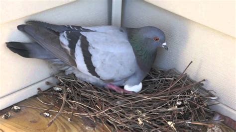 How to Build Pigeon Nest Box Fronts - Birds Of The Wild