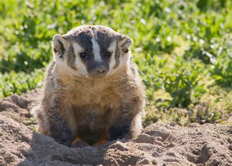 Badger Culverts in Columbia River Edgewater - The Nature Trust of ...