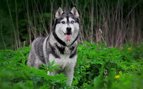 Siberian Husky wallpaper - My Doggy Rocks