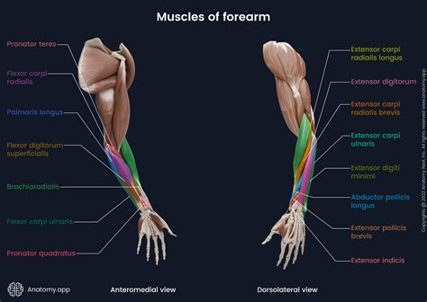 Extensor Pollicis Brevis Muscle