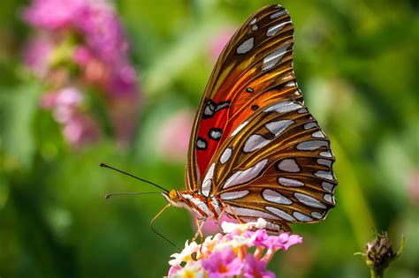 butterfly, Nature, Insects, Macro, Zoom, Close up, Wallpaper Wallpapers ...