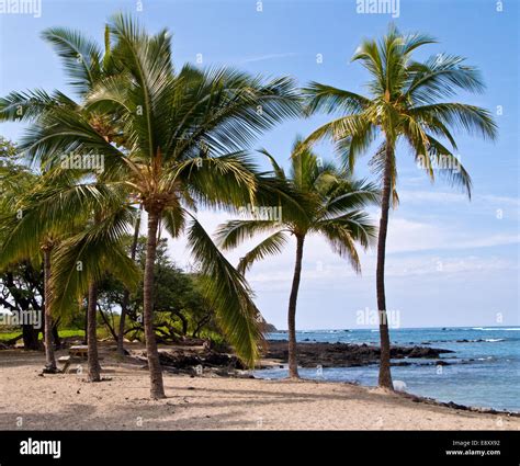 Palm trees on Hawaiian Beach Stock Photo - Alamy