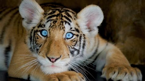 Cute White Bengal Tiger Cubs