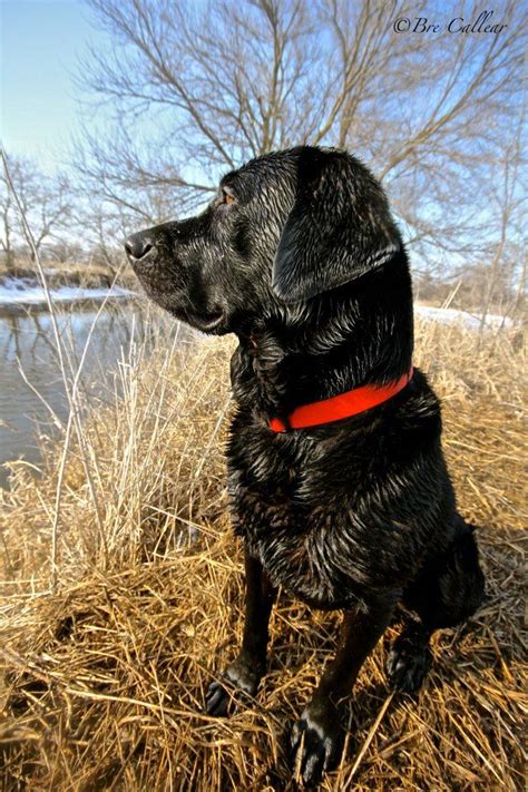 black Lab, outdoors, hunting https://www.facebook.com/pages/Pure-Images ...