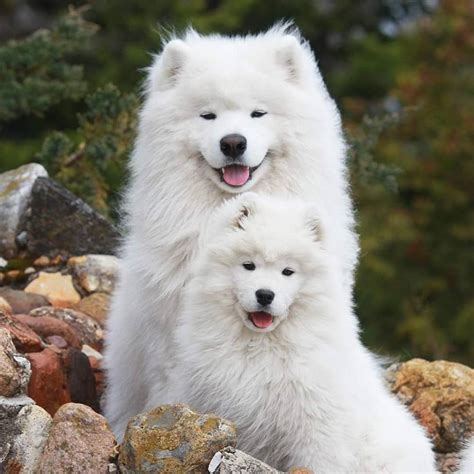 16 Historical Facts About Samoyeds You Might Not Know