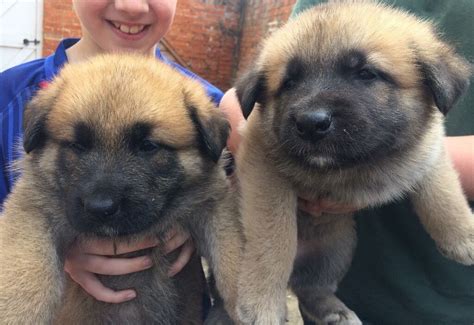 German Shepherd x Akita puppies | in Sleaford, Lincolnshire | Gumtree