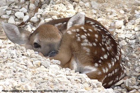 White-tailed deer fawns landing in favorable conditions