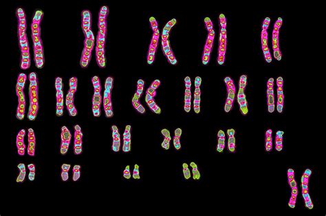 Chromosomes In A Human Cell