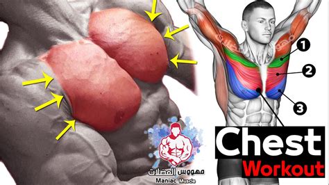 Best 6 Chest Workout - Full Exercises | Maniac Muscle | Barbell ...