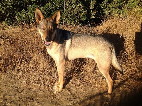 Roomba the coydog...my sniglet! | Perros, Mascotas