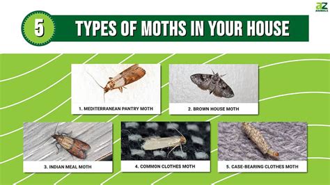 5 Types of Moths in Your House: Identification and Removal Tips - A-Z ...