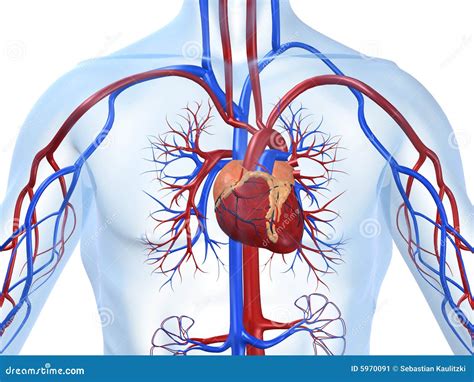 Sistema Cardiovascular Imagem de Stock - Imagem: 5970091