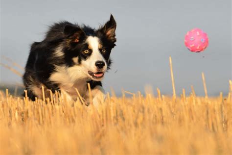 21 Dog Breeds That Love Playing Fetch | Ayo Pets