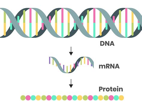 What Is mRNA? Here's A Crash Course On What It Does - Honolulu Civil Beat