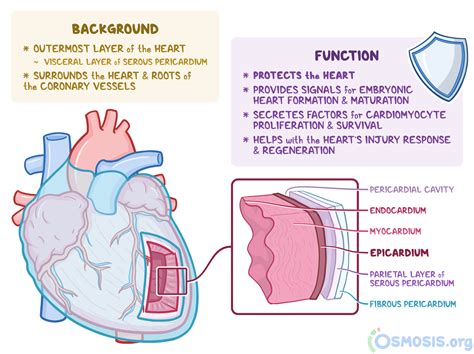 Epicardium: What Is It, Functions, and More | Osmosis