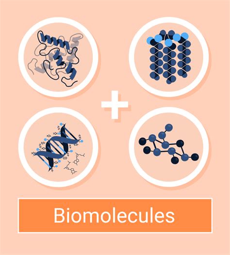 Biomolecules: Types and Functions - Conduct Science