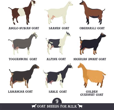 7 Dairy Goat Breeds That Make the Best Homestead Milking Goat - Outdoor ...