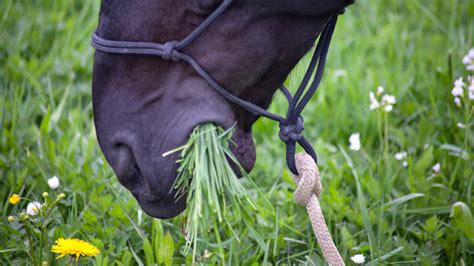 Founder in Horses: Signs, Prevention, + Treatment | Henderson's Western ...