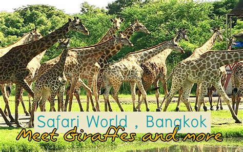 Safari World Bangkok - ﻿Animal Tourist Attractions