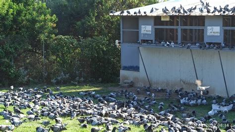 ONE LOFT RACING - racing pigeons