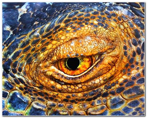 Macro photography of Animal Eyes - Gallery | eBaum's World