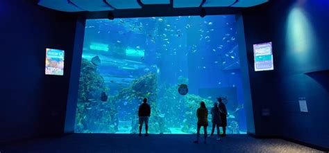 Mississippi Aquarium: Ticket Prices, Hours and Things to Know – Dang ...