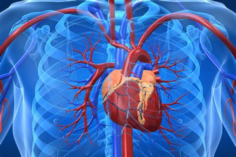 Sistema cardiovascular: anatomia, função, órgãos, resumo