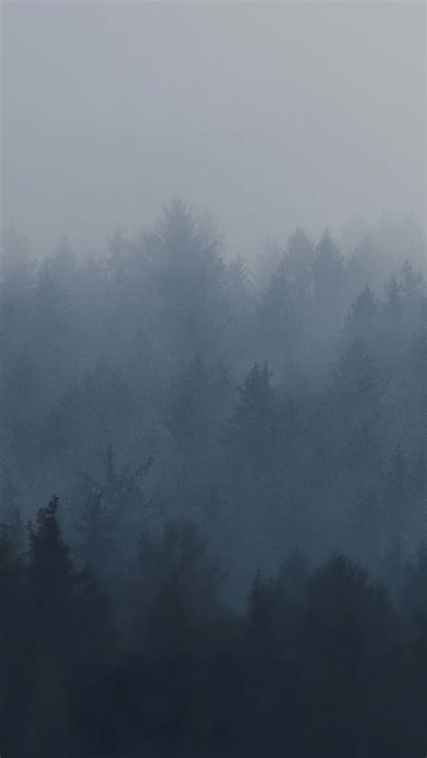 Foggy forest, fog, dark, HD phone wallpaper | Peakpx