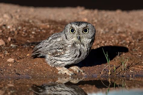 24 Birds that Start with W - Sonoma Birding