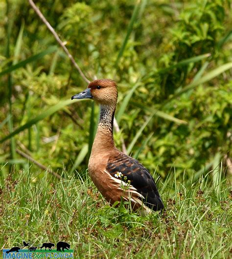 Fulvous Whistling-Duck | Imagine Our Florida, Inc