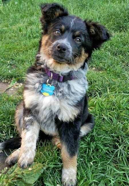 Dusty the Mixed Breed | Cattle dog, Cattle dogs rule, Heeler puppies