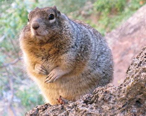 Overfed Rock Squirrel | Feeding wildlife is not only unhealt… | Flickr