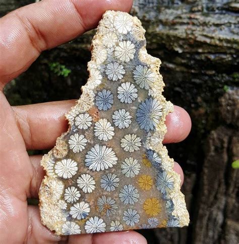 Polished Coral Fossil from Indonesia Photo: @wonderfulstoneindonesia ...