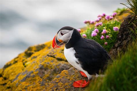 Puffins in Iceland – Best Locations for Puffin Watching in Iceland ...