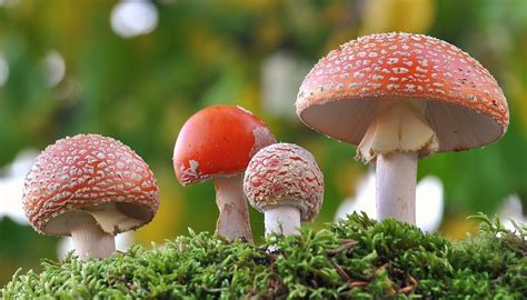 How Are Fungi & Plants Similar? | Sciencing